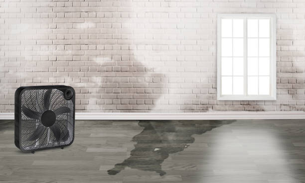 Best Basement water damage restoration  in Salem, MO